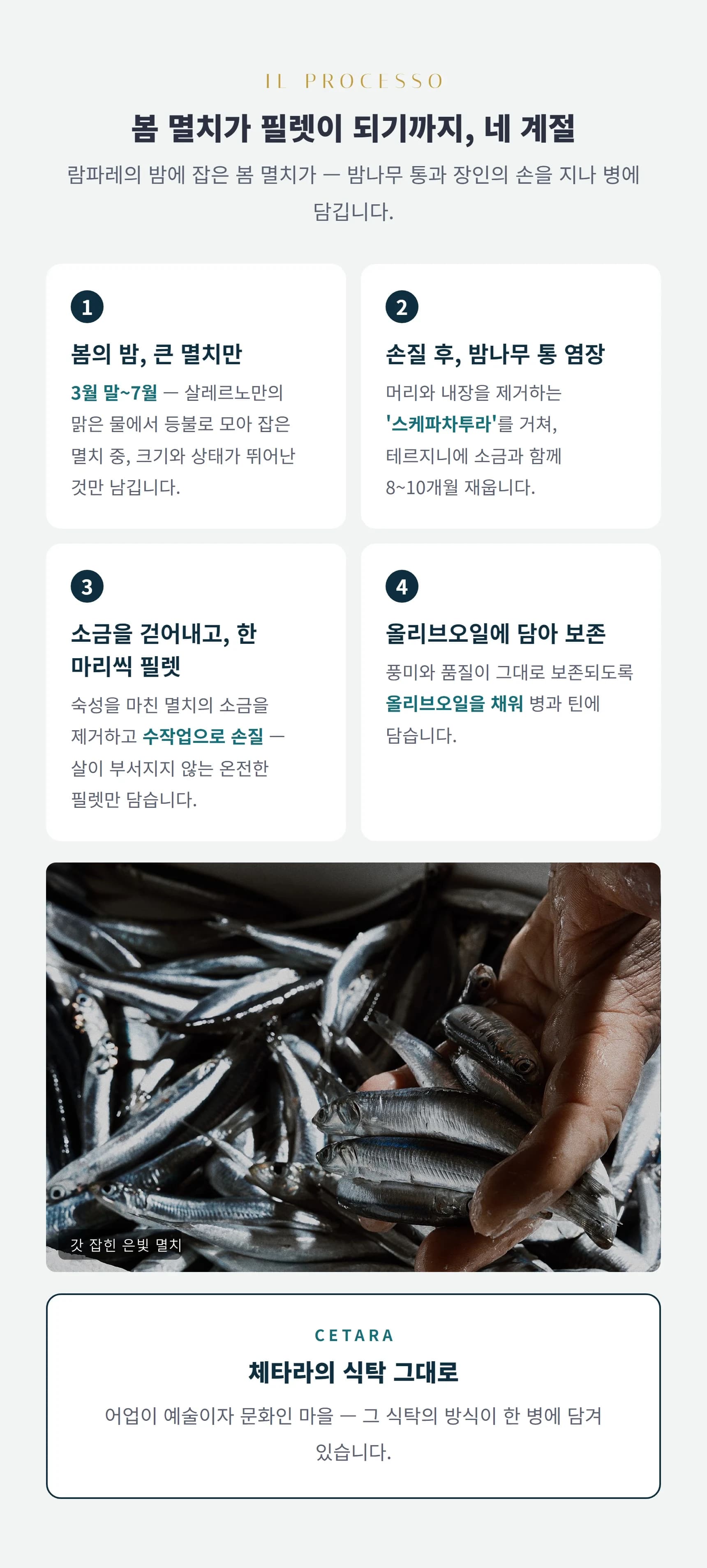 필렛 공정 — 봄의 밤 큰 멸치, 손질 후 염장, 소금 걷어내고 필렛, 올리브오일 보존