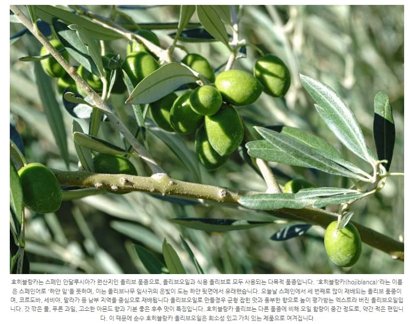 올리바 데 라 루나 안달루시아 유기농 EVOO 500ml 2
